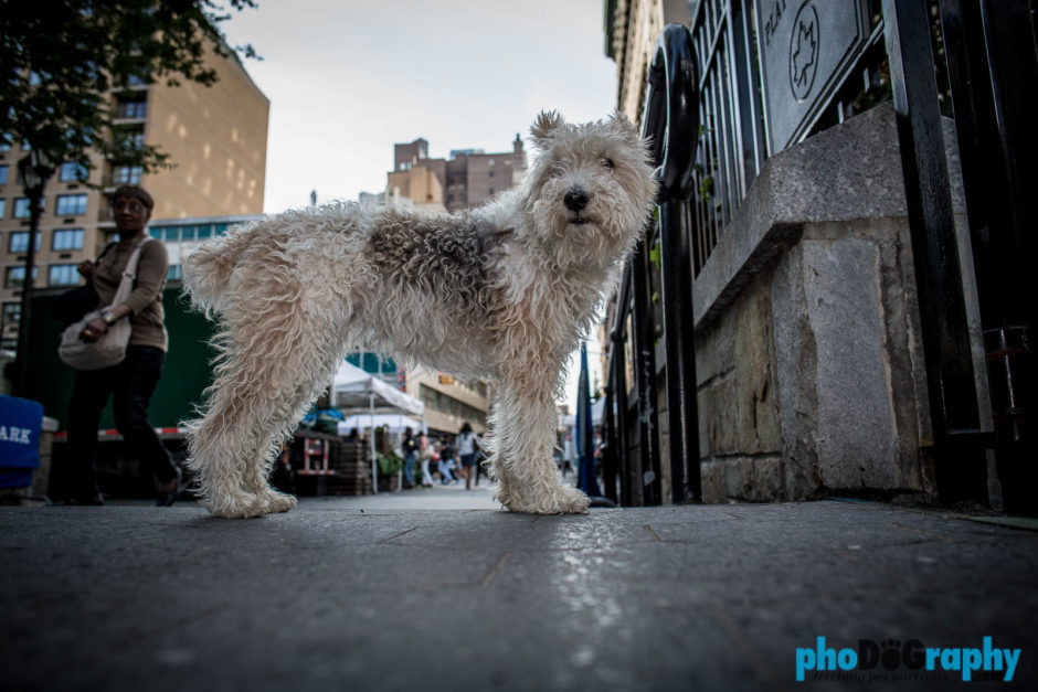 New York Dog Photography