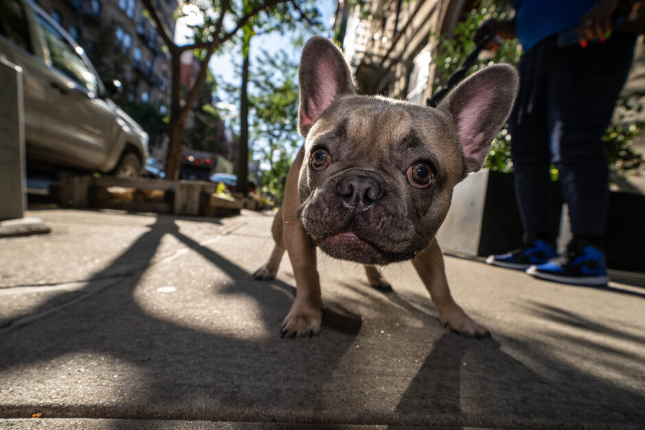 NYC French Bulldog