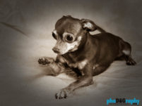 Chihuahua, Chihuahuas, Dogs, Hot Dogs, animals, phoDOGraphy