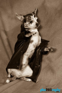Chihuahua, Chihuahuas, Dogs, Hot Dogs, animals, phoDOGraphy