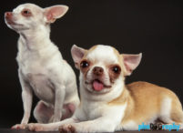 Chihuahua, Chihuahuas, Dogs, animals, pets, phoDOGraphy