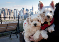 Manhattan Skyline Dog Photographer