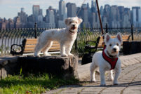 Westies in NJ with View of Manhattan