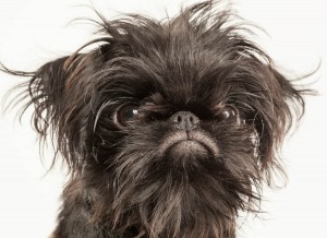 Pet portraits in New York City: Professional Photography of dogs, cats and all animals.