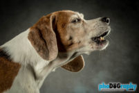 Beagle, Dogs, Pet Portraits Manhattan, studio