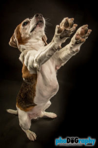 Beagle, Dogs, Pet Portraits Manhattan, studio