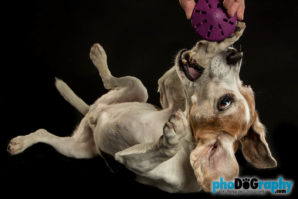 Senior Beagle Portrait