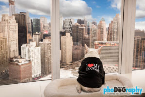 Commercial Dog Product Photography in New York City