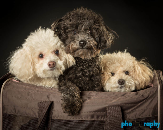 Studio Dog Portraits - Dog Photography -Pet Portraits in Manhattan