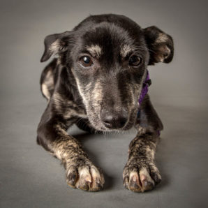 Shelter Dog Portraits by New York City pet photographer
