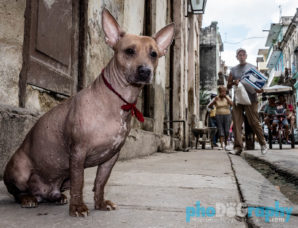 Dogs and Cats on the streets of Havana, Cuba