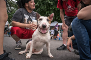 Rescued dogs at Adoptapalooza by pet photographer Mark McQueen—phoDOGraphy.com