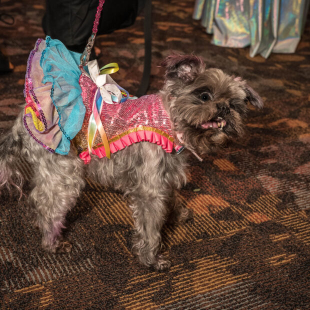 Behind the Scenes at the 2020 New York Pet Fashion Show