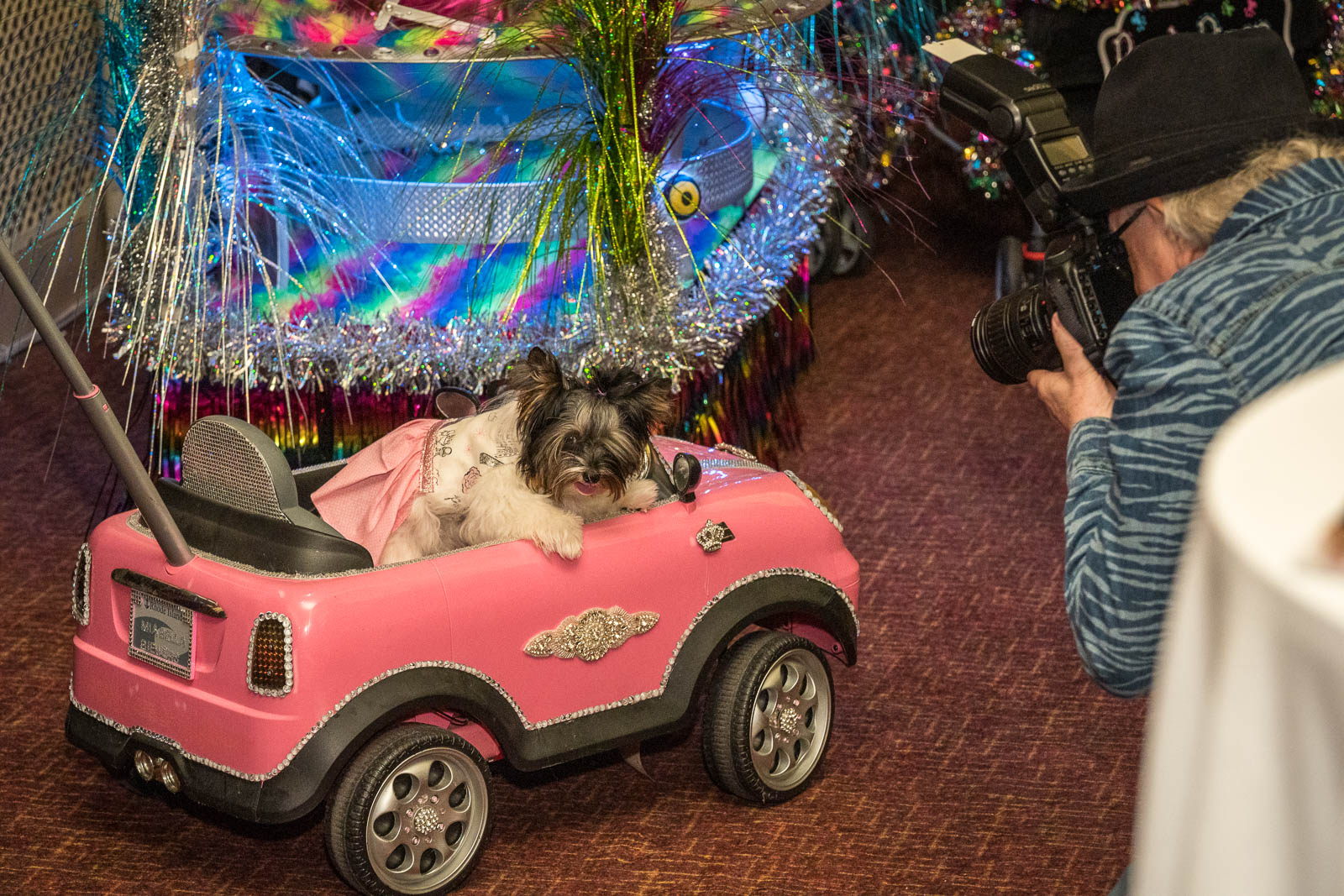 Behind the Scenes at the 2020 New York Pet Fashion Show - Dog ...